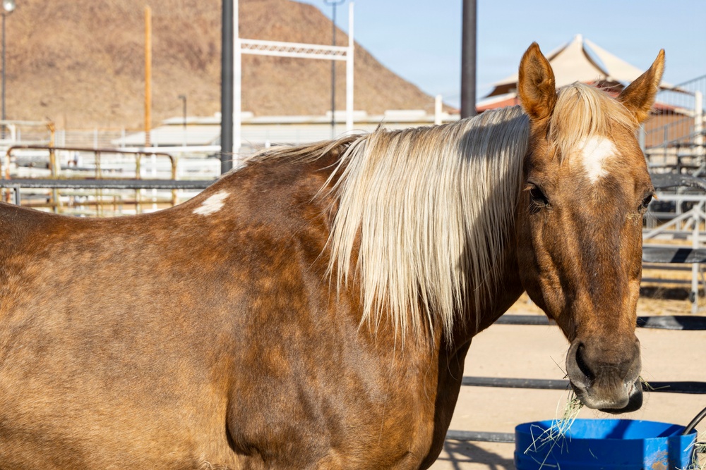 Mounted Color Guard Operations