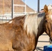 Mounted Color Guard Operations