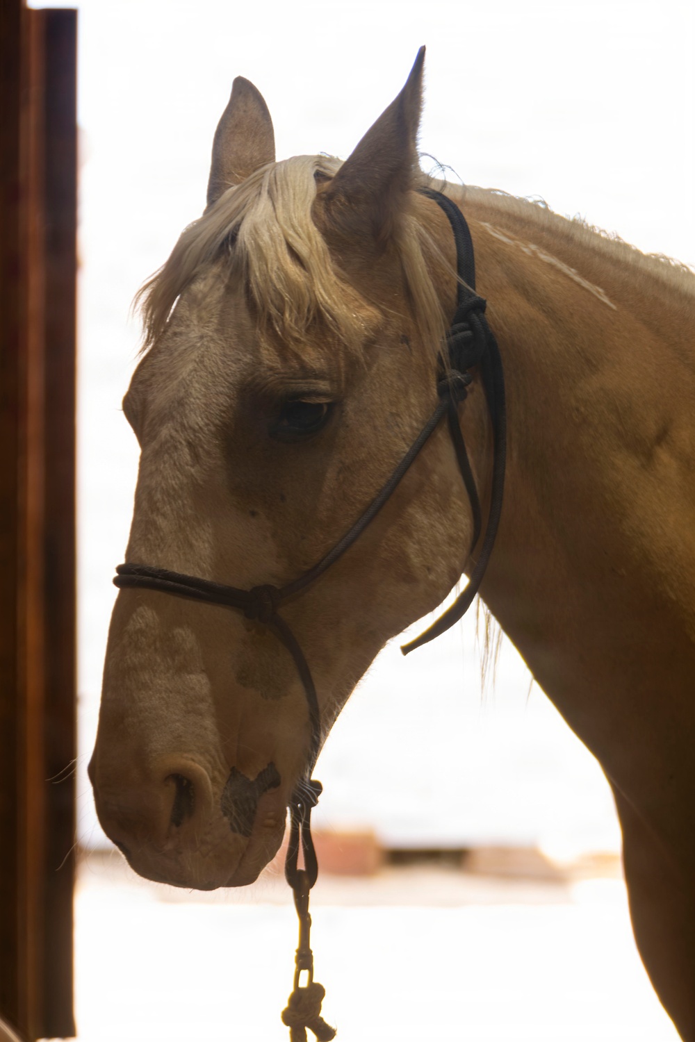 Mounted Color Guard Operations