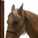 Mounted Color Guard Operations
