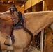 Mounted Color Guard Operations