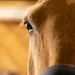Mounted Color Guard Operations