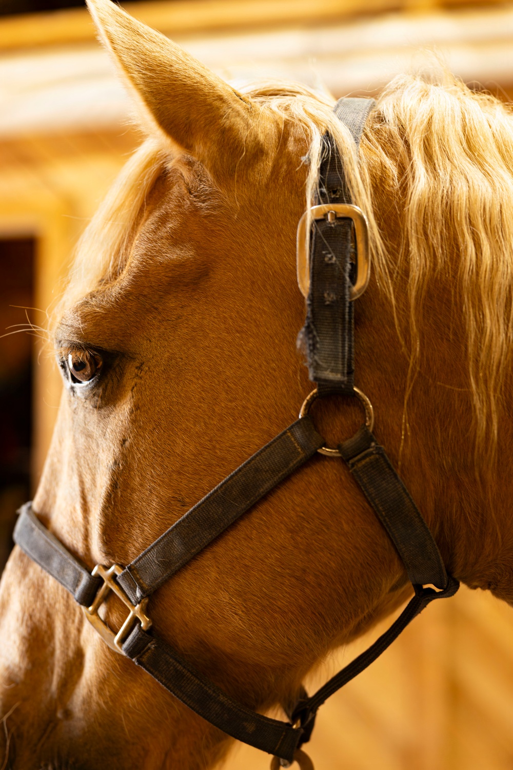 Mounted Color Guard Operations