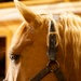 Mounted Color Guard Operations