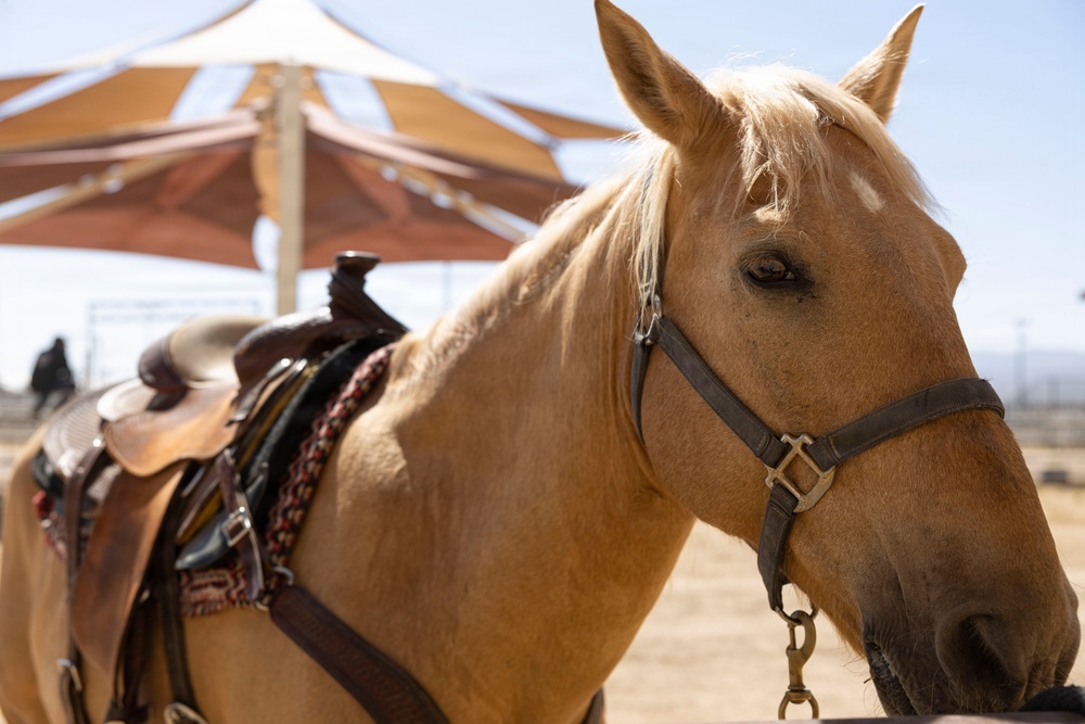 Mounted Color Guard Operations