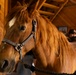 Mounted Color Guard Operations
