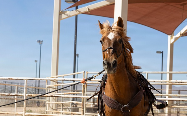 Mounted Color Guard Operations