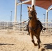 Mounted Color Guard Operations