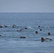 22nd MEU (SOC) | Swim with Ecuadorian Marines