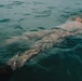 22nd MEU (SOC) | India Co. Open Water Swim Rescues