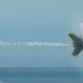 U.S. Navy Blue Angels practice for 2026 Charleston Airshow