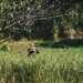 U.S. and Philippine Army Soldiers Execute Joint Jungle Patrol