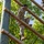 Eighth Army Best Squad Competitors Tackle Obstacles