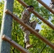 Eighth Army Best Squad Competitors Tackle Obstacles