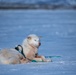 Pituffik Space Base Celebrates Greenlandic Heritage Week
