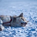 Pituffik Space Base Celebrates Greenlandic Heritage Week