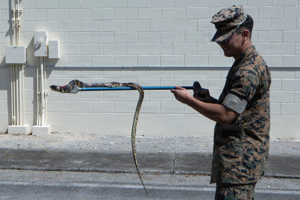 Wildlife Readiness: Joint Service Preventive Medicine Training with Mosquito Identification and Safe Snake Handling