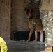 K-9 Explosives Detection Training