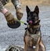 K-9 Explosives Detection Training