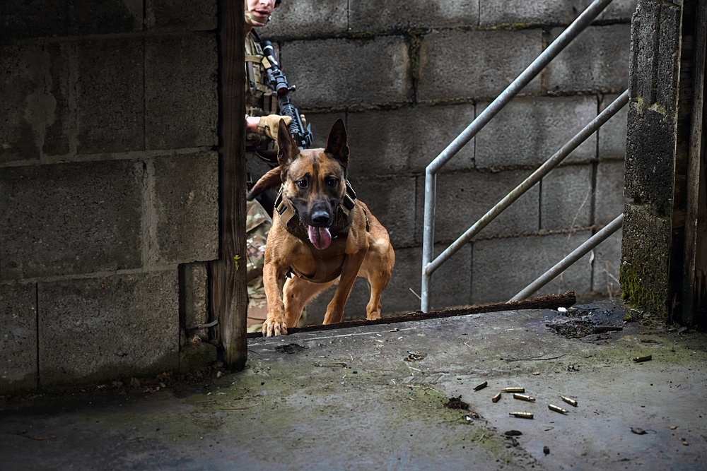 K-9 Explosives Detection Training