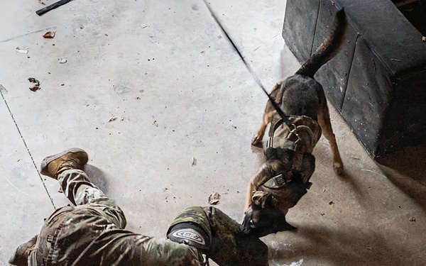 K-9 Explosives Detection Training