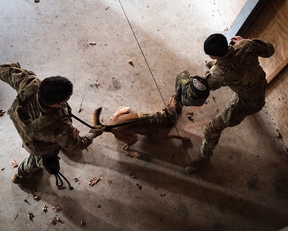 K-9 Explosives Detection Training
