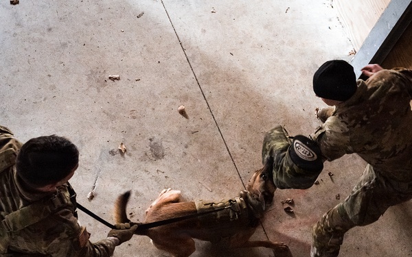 K-9 Explosives Detection Training