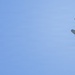 U.S. Air Force, Navy aircraft take off during Checkered Flag 26-2