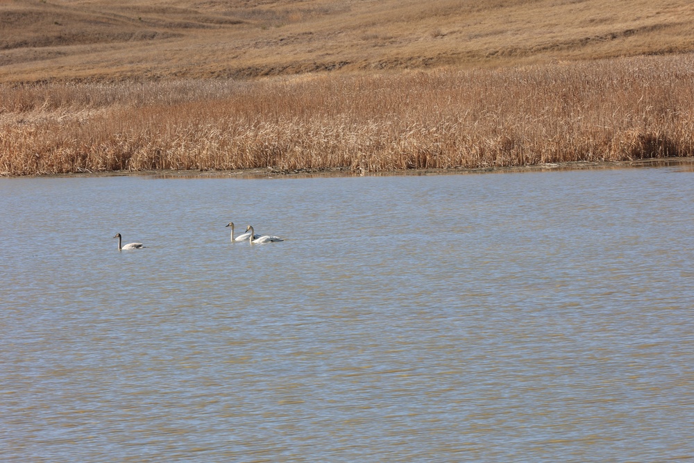A Pair of Trumpeter Swans and their Cygnet on Buffalo Gap National Grassland