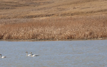 A Pair of Trumpeter Swans and their Cygnet on Buffalo Gap National Grassland