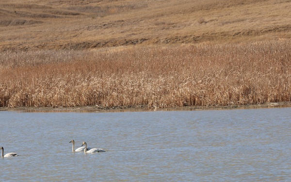 A Pair of Trumpeter Swans and their Cygnet on Buffalo Gap National Grassland