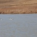 A Pair of Trumpeter Swans and their Cygnet on Buffalo Gap National Grassland