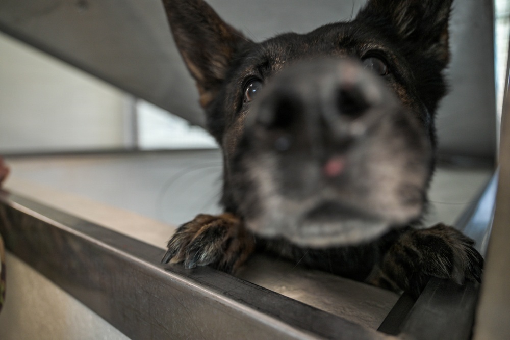 31 FW Command Chief immerses with 31 SFS K-9 unit