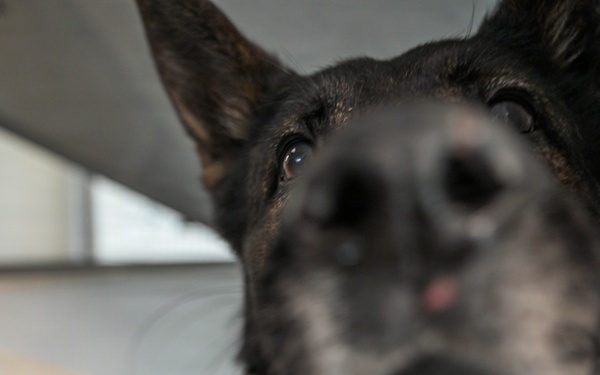 31 FW Command Chief Visits K-9 Unit to Highlight Role of Military Working Dogs