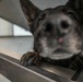 31 FW Command Chief immerses with 31 SFS K-9 unit