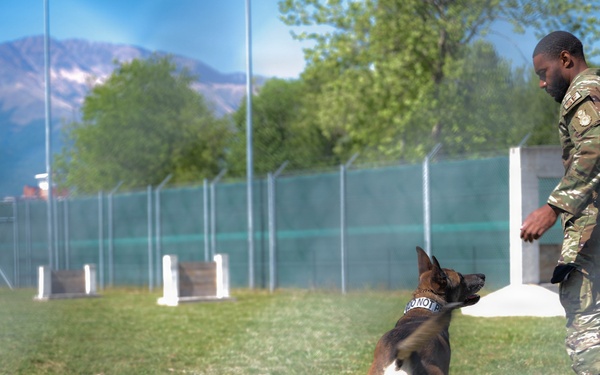 31 FW Command Chief Visits K-9 Unit to Highlight Role of Military Working Dogs