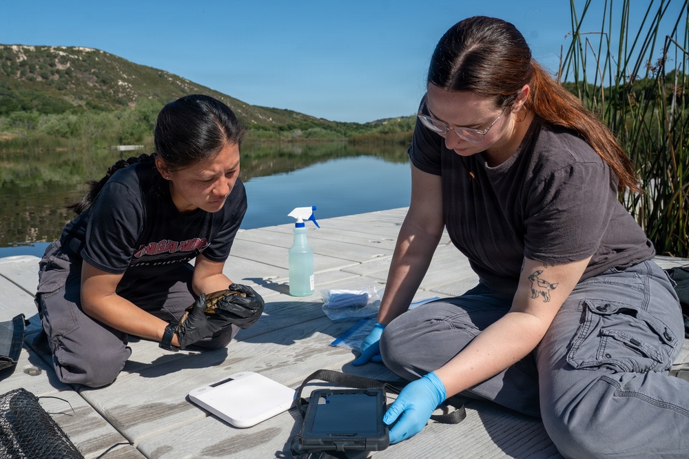 Vandenberg Biologists Survey Southwestern Pond Turtles