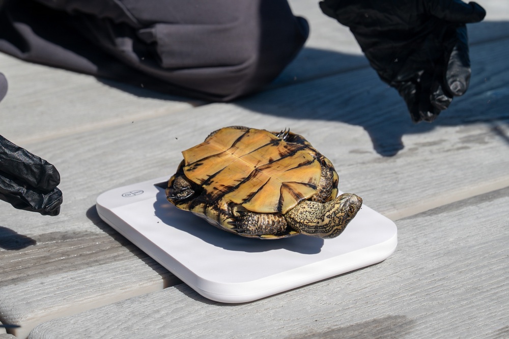 Vandenberg Biologists Survey Southwestern Pond Turtles