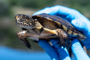 Interview with Fort McCoy Wildlife Biologist David Beckmann about 32-year career, Part IV