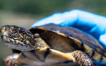 Vandenberg Biologists Survey Southwestern Pond Turtles