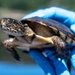 Vandenberg Biologists Survey Southwestern Pond Turtles