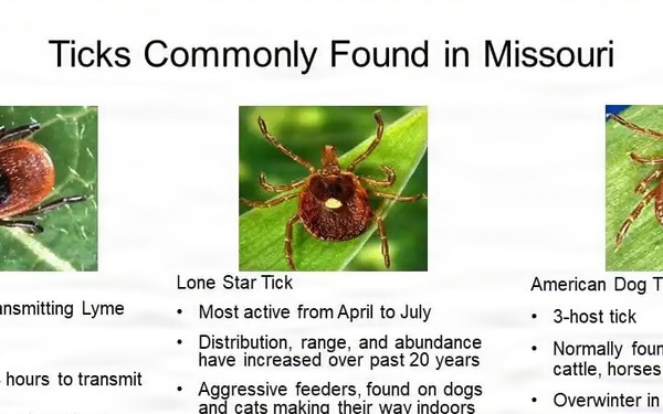 Tick season: What to know before heading outdoors