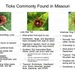 Tick season: What to know before heading outdoors