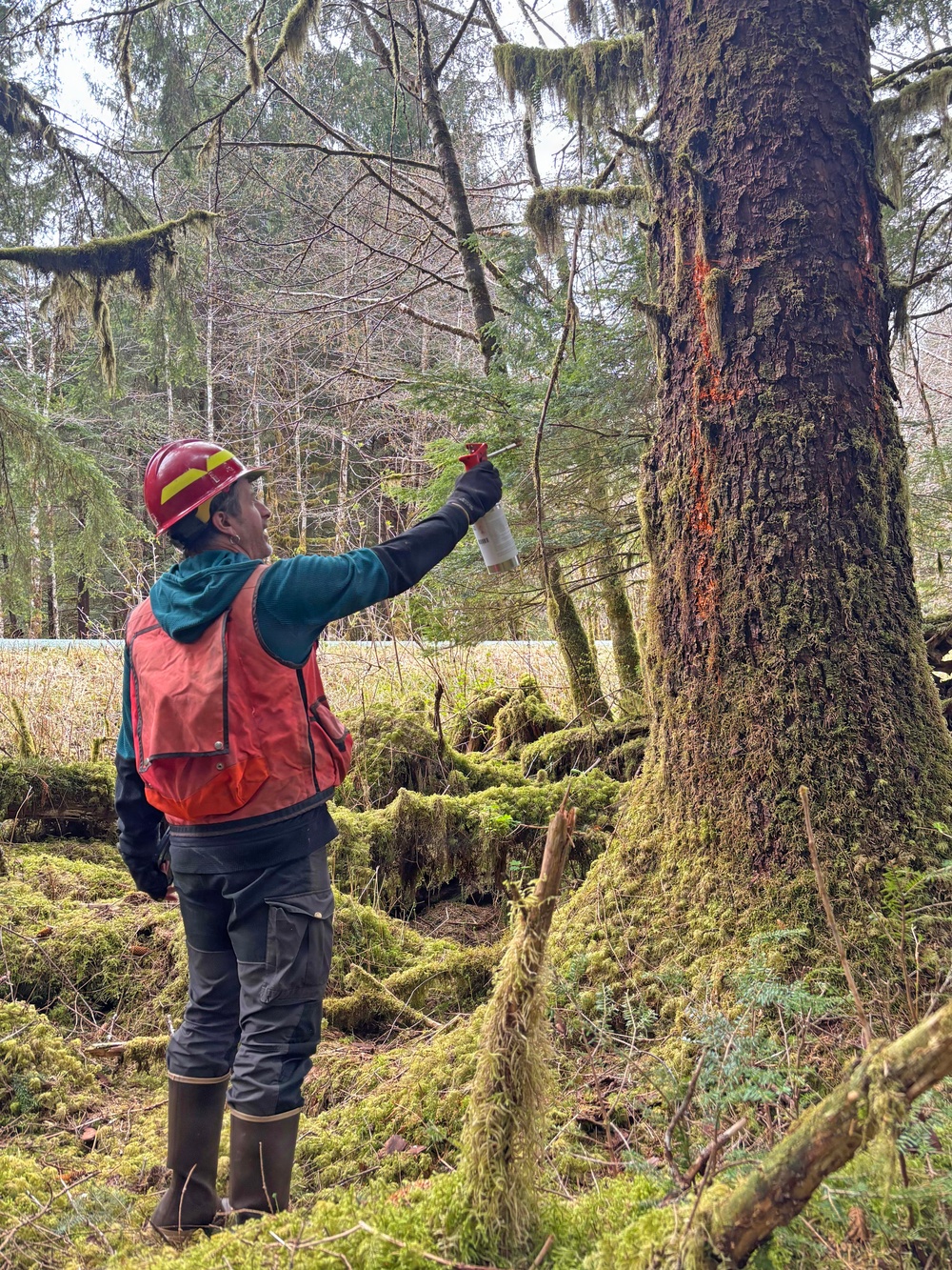 12-Mile Wildlife Habitat Improvement and Commercial Thinning Project