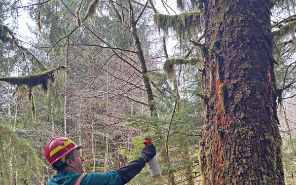 12-Mile Wildlife Habitat Improvement and Commercial Thinning Project