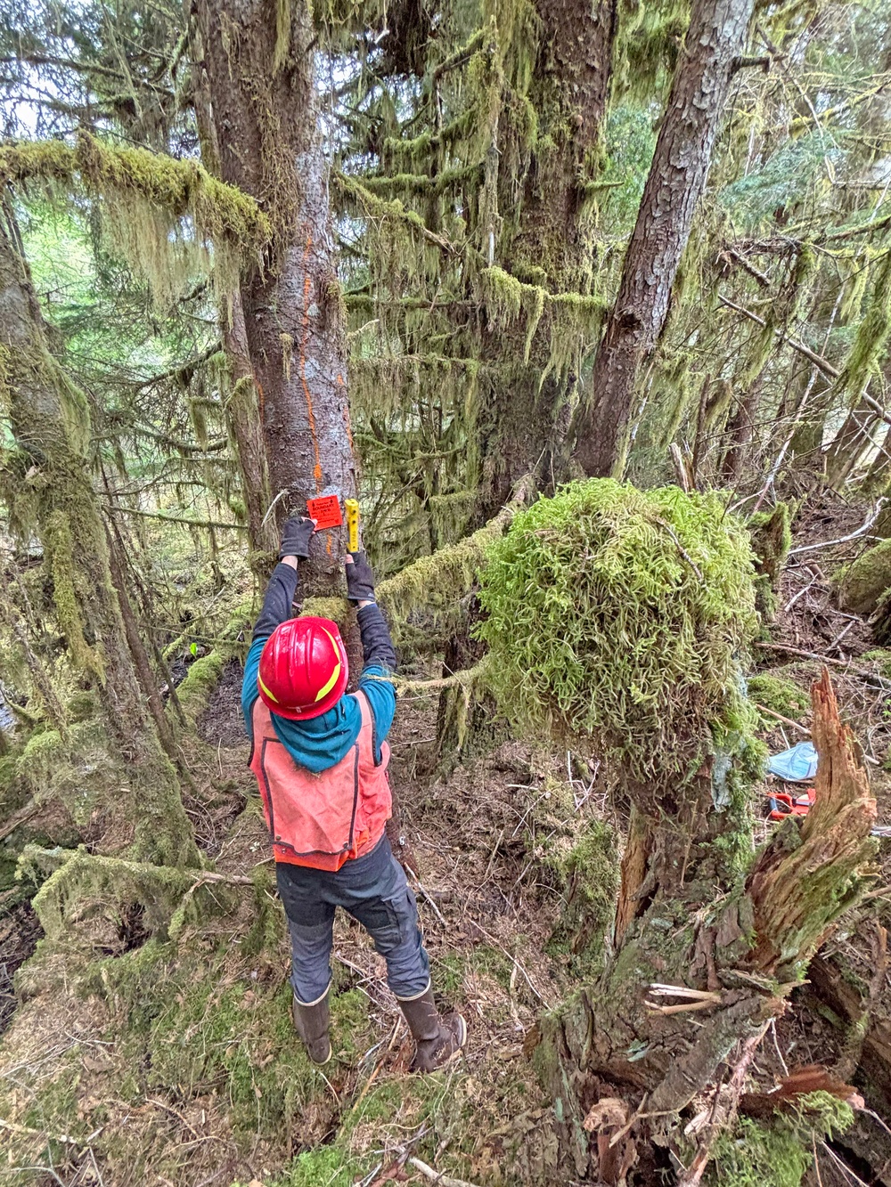12-Mile Wildlife Habitat Improvement and Commercial Thinning Project