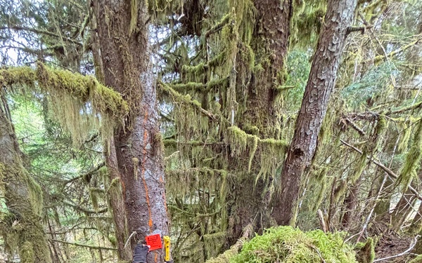 12-Mile Wildlife Habitat Improvement and Commercial Thinning Project