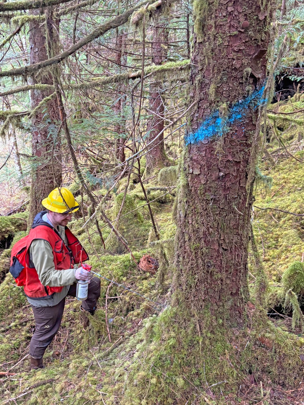 12-Mile Wildlife Habitat Improvement and Commercial Thinning Project