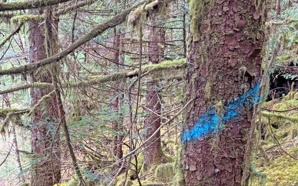 12-Mile Wildlife Habitat Improvement and Commercial Thinning Project