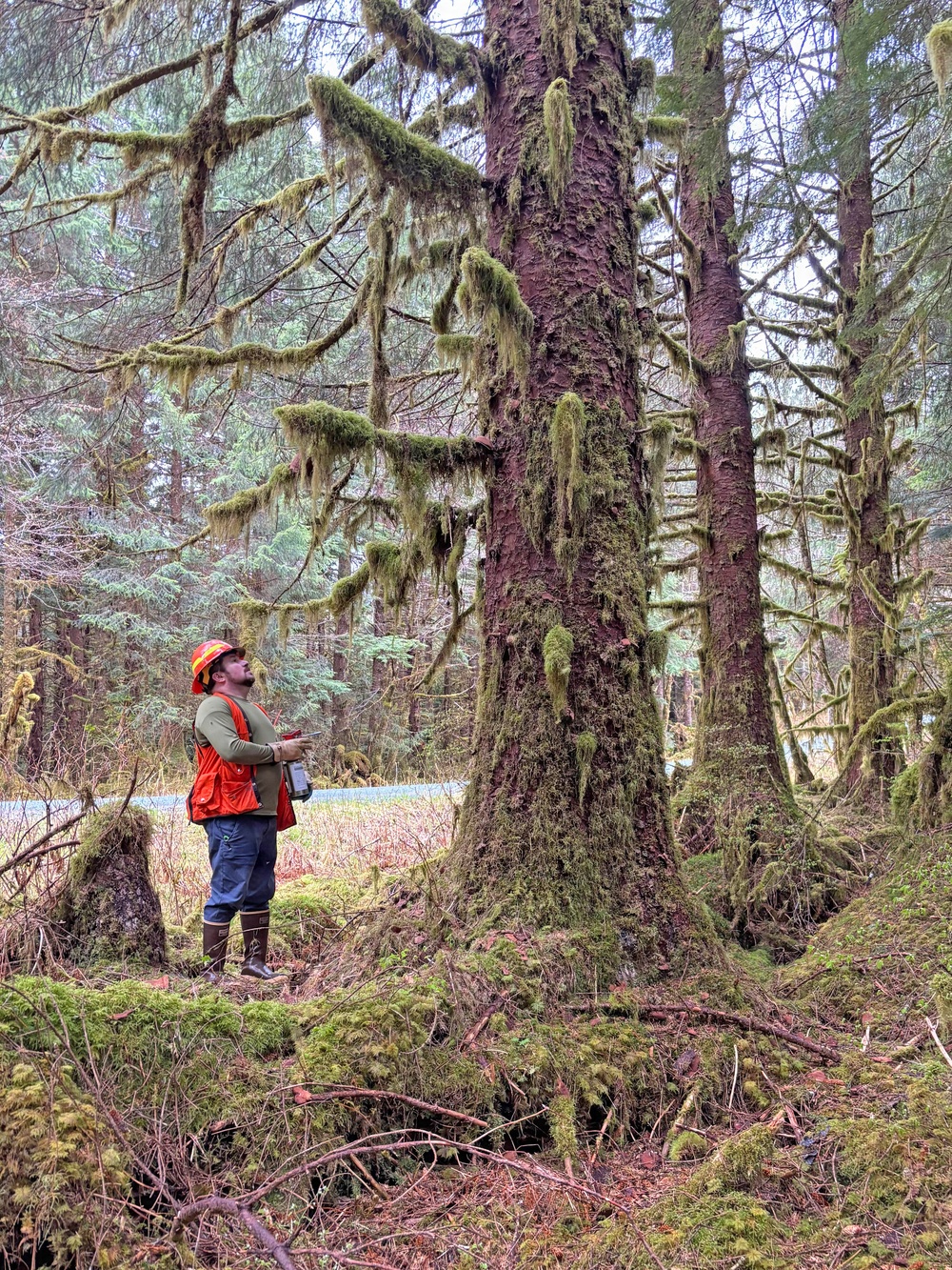 12-Mile Wildlife Habitat Improvement and Commercial Thinning Project